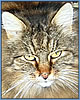 tblcontent content bild 12